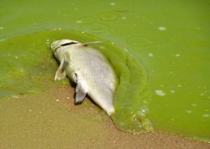 algae-bloom-fish