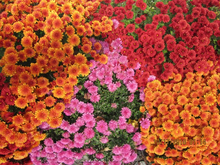 Beautiful Mums (2)