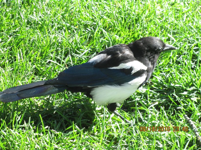 Green Lawn and Blackbird
