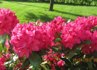 Rhododendron bush in full bloom